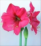 Amaryllis Pink Surprise