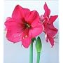 Amaryllis Pink Surprise