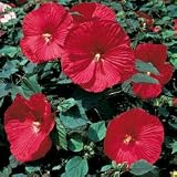 Hibiscus Seeds - Hibiscus Disco Belle Rosy Red Hybrid