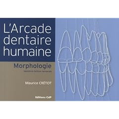 L'arcade dentaire humaine : Morphologie