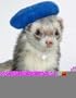 Marshall Ferret Cap, Black Beret