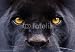Wallmonkeys Peel and Stick Wall Decals - The Eyes of a Black Panther - Removable Graphic