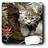 Wild animals - Bobcat - Mouse Pads