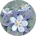 THIRSTYSTONE COASTERS GARDEN ACCENTS - COLUMBINE