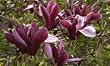 Purple Lily Magnolia Tree Five Gallon