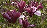 Purple Lily Magnolia Tree Five Gallon