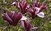 Purple Lily Magnolia Tree Five Gallon