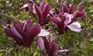 Purple Lily Magnolia Tree Five Gallon