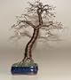 Bonsai Boy's Wire Bonsai Tree Sculpture - Upright Blue 10x13