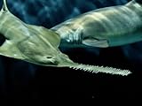 IMAGE OF A Sawfish Swims by a Sand Tiger Shark Stretched Canvas Poster Print by George Grall, 18x24