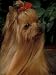 Yorkshire Terrier with Hair Tied up and Long Hair Animals Photographic Poster Print by Adriano Bacchella, 12x16