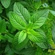 peppermint flavor extract