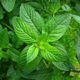 peppermint flavor powder