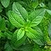 peppermint flavor powder - 2.8 oz