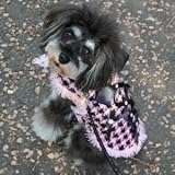 犬のツイードコート【All About Business】 (XSサイズ)
