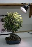 Bonsai Boy's Grow Light Kit - 150 Watt<br>