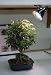 Bonsai Boy's Grow Light Kit - 60 Watt<br>
