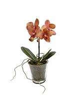 Korb Phalae Raíz/Espuma Maceta Vidrio