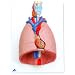 3B Scientific G15 7 Part Lung Model with Larynx, 12.2" Length x 4.7" Width x 16.1" Height