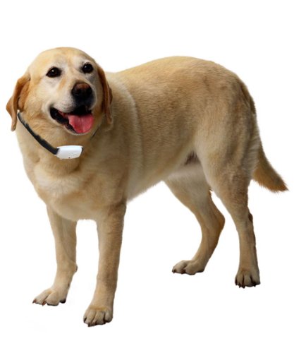 New Ultrasonic Pet Dog Protect Pest Repeller Anti Fleas Tick Device