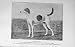 1910 Hound Dog Tapster Old Charlton Hunt Earl March