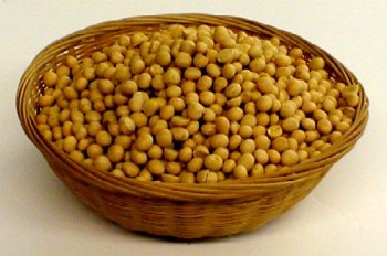 Organic Sprouting Seeds Soy Beans by The Sprout House