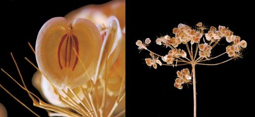 Seeds: Time Capsules of Life under General in The Books Store