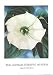 Jimson Weed by Georgia O'keeffe - Fine Art Print / Poster - 11.00 x 14.00