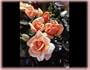 Nancy Reagan Rose (Rosa Hybrid Tea) - Bare Root Rose