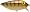 Walleye
