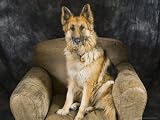 German Shepherd on Leather Chair in the Studio Photographic Poster Print by David Edwards, 24x18