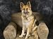 German Shepherd on Leather Chair in the Studio Photographic Poster Print by David Edwards, 16x12