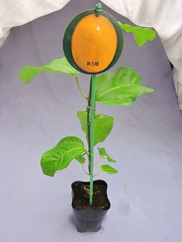 eco-reverse 石垣岛川平ファームからのブラン