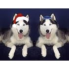Pet Star Interfaith Cards - Siberian Huskies by  Pet Star Photography