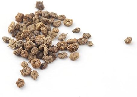 AmaranTeen - 1pack Lowest Price Rare Kochia Scoparia 120+ Seeds Grass Seeds