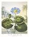 Blue Egyptian Water-Lily, Art Poster by Dr. Robert John Thornton