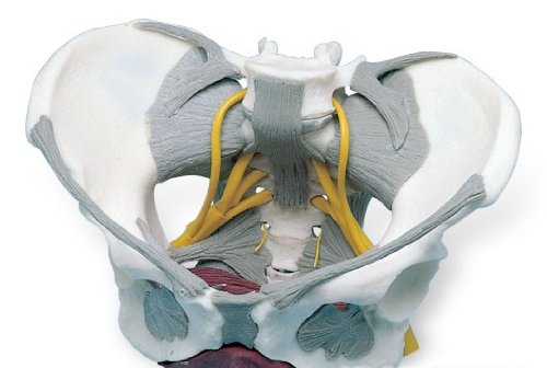 3B社 骨盘模型 女性骨盘モデル韧帯?神経?骨盘
