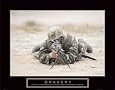 Bravery - Sniper, Art Poster, size 28 Bravery - Sniper, Art Poster, size 28