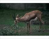 Photographic Print of Cuvier s Gazelle aka Edmi (Gazella gazella cuvieri) Morocco, Tunsia a from Animals Animals