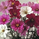 Outdoor Living : Cosmos Sensation Mixed
