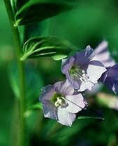 8 Jacob's Ladder Perennial Plants - Polemonium - SALE*