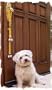 Poochie-Bells, SOLID COLONIAL BLUE, The Original Designer Dog Doorbell, Stop unwanted accidents from your Pooch- Effective, safe and decorative potty training tool! A proven training method with over a 95% success rate and endorsed by trainers and breeders. Easy to implement with step by step directions included. Designed for all breeds and ages of dogs. This design, "Colonial" is from the Classic line of Poochie-Bells and features a beautiful antique blue color.