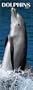 Dolphins Slimline Calendar