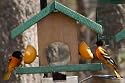 Looker Oriole Feeder - Bird/Special