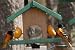 Pet Supplies : Looker Oriole Feeder - Bird/Special