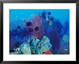 Healthy Reef System, Kimbo Bay, West New Britain, Papua New Guinea Framed Art Poster Print by Michele Westmorland, 31x25