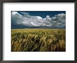 Billowy Clouds Form over a Wind-Swept Field National Geographic Collection Framed Art Poster Print, 22x18