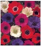 41W6w22LQZL. SL160  Cut Price Flower Bulbs