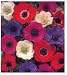 10 Mixed Color DeCaen Anemone Flower Bulbs, windflowers