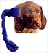 Puppy Stroller Book